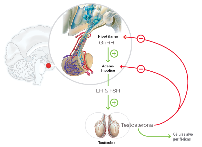 Suprelorin_modo de acção.png